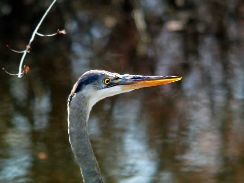 Heron Portrait