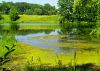 SHADES OF GREEN