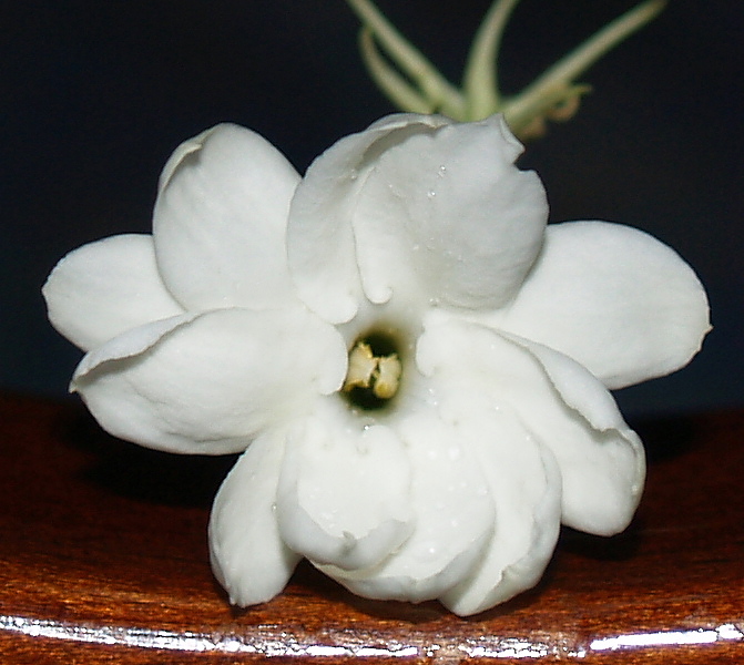 dressed in white