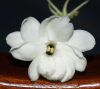 dressed in white