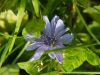 Purple Flower by syed noman