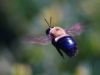 In Flight by syed noman
