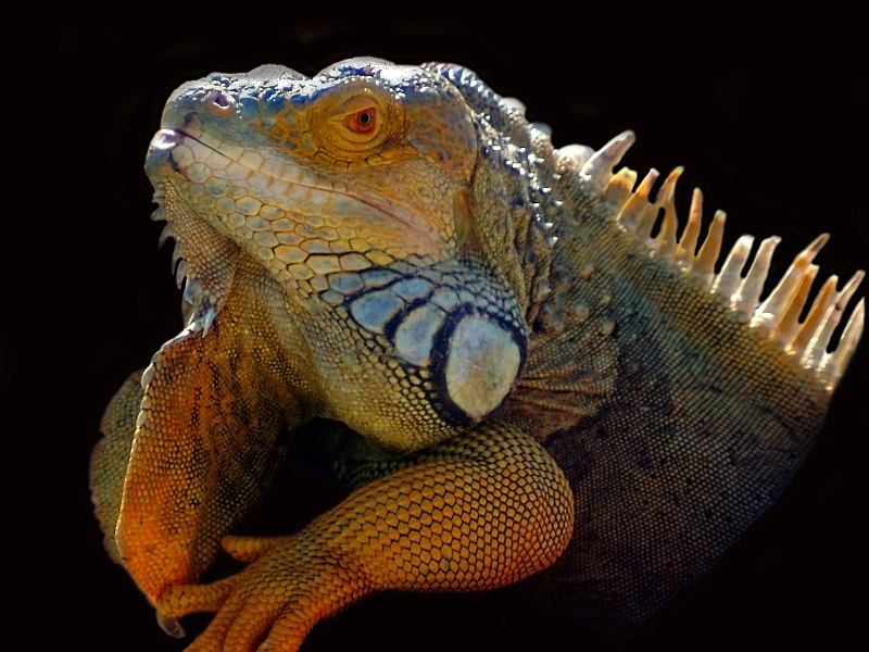 Iguana