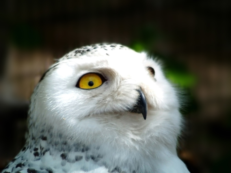 Snow Owl