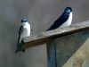 Tree Swallow2