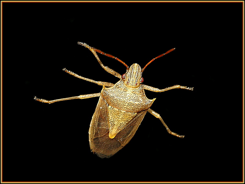 Insect5