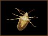 Insect5 by syed noman