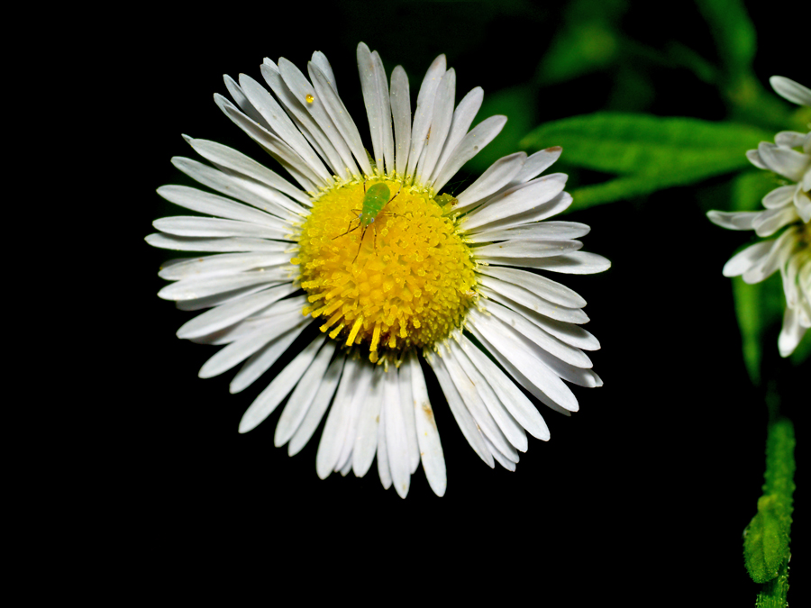 Flower (5)
