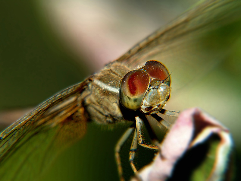 Eyes2