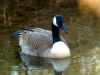 Canadian Goose1 by syed noman