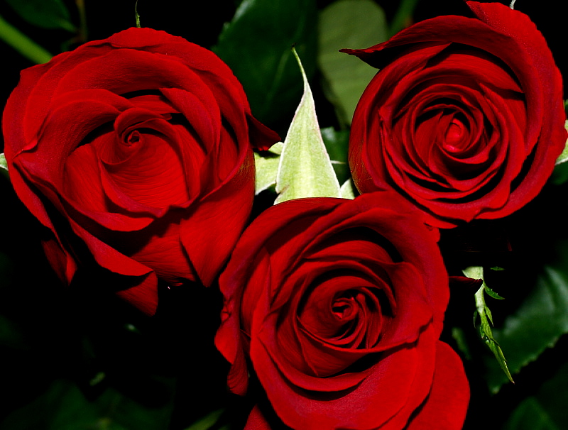 Flower4(Roses)