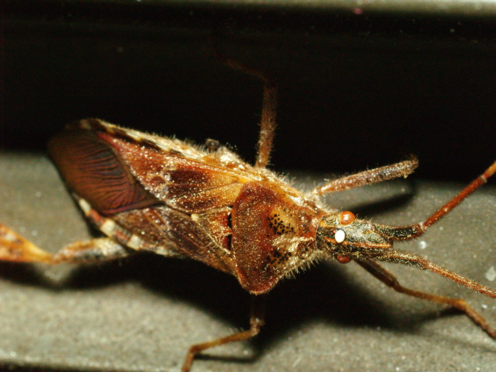 Insect