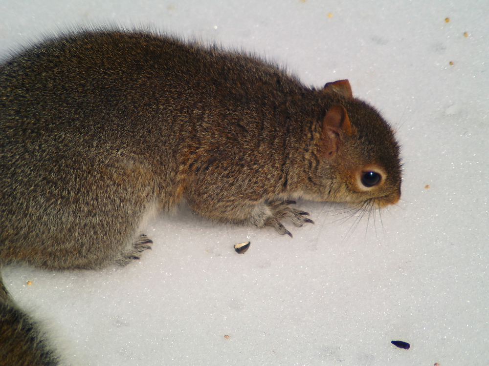 Squirrel