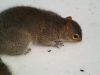 Squirrel by syed noman