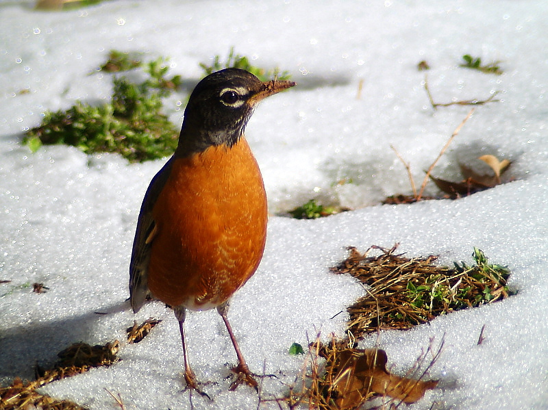Bird13(American Robin1)