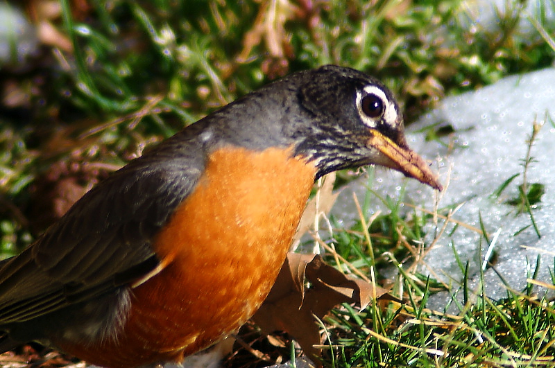 Bird14(American Robin2)