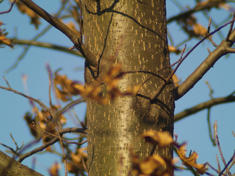Gold Tree