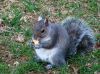Squirrel2(I am Hungry) by syed noman