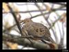 Bird5(Mourning Dove 1) by syed noman