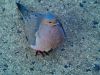 Bird9(Mourning Dove 3)