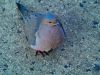 Bird9(Mourning Dove 3) by syed noman