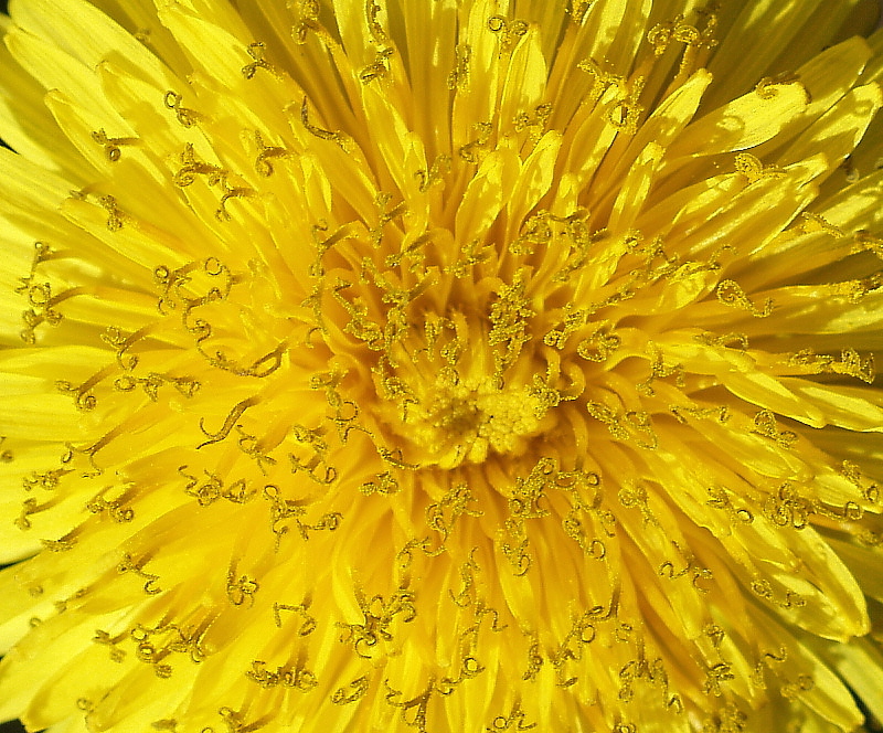 Flower3