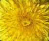 Flower3 by syed noman