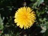 Flower2 by syed noman