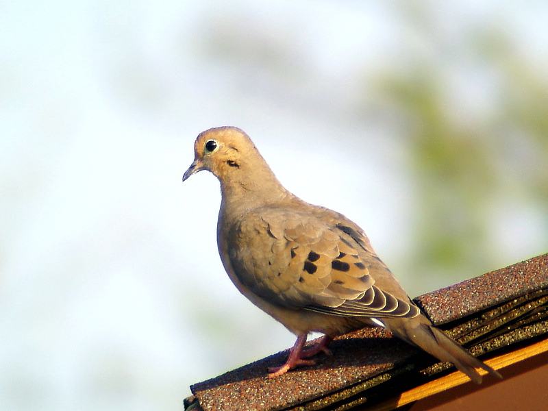 Bird6(Mourning Dove 2)