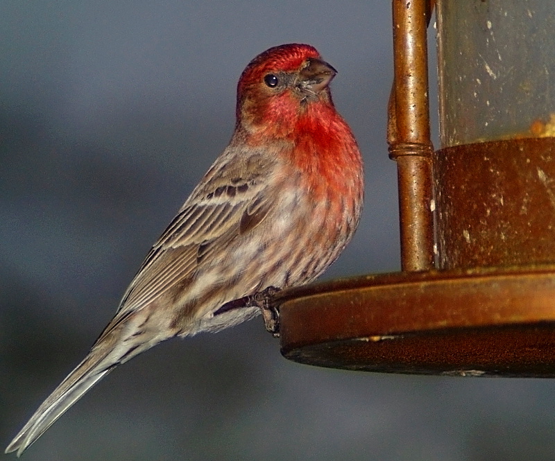 Bird8(House Finch1)