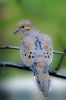 Bird15(Mourning Dove 4)