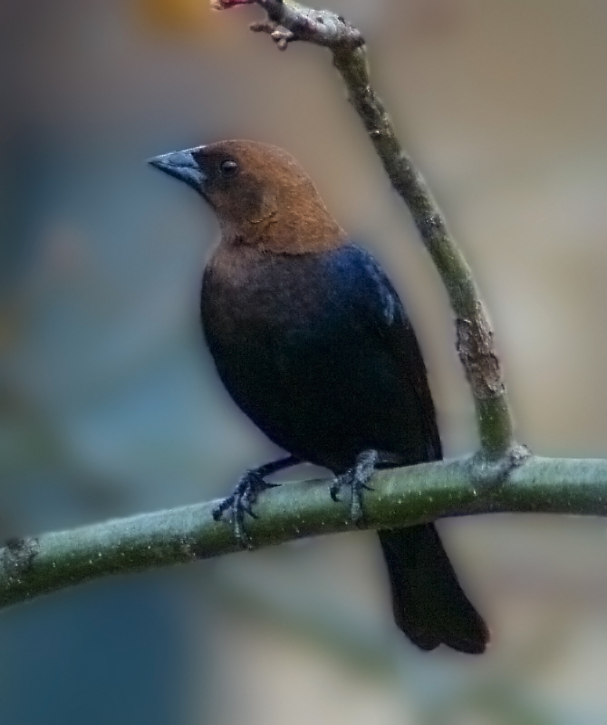 Bird16(???)Revised