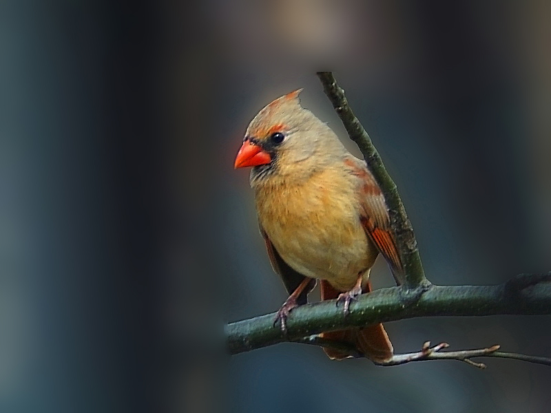 Cardinal2