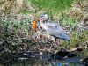 Heron with a fish