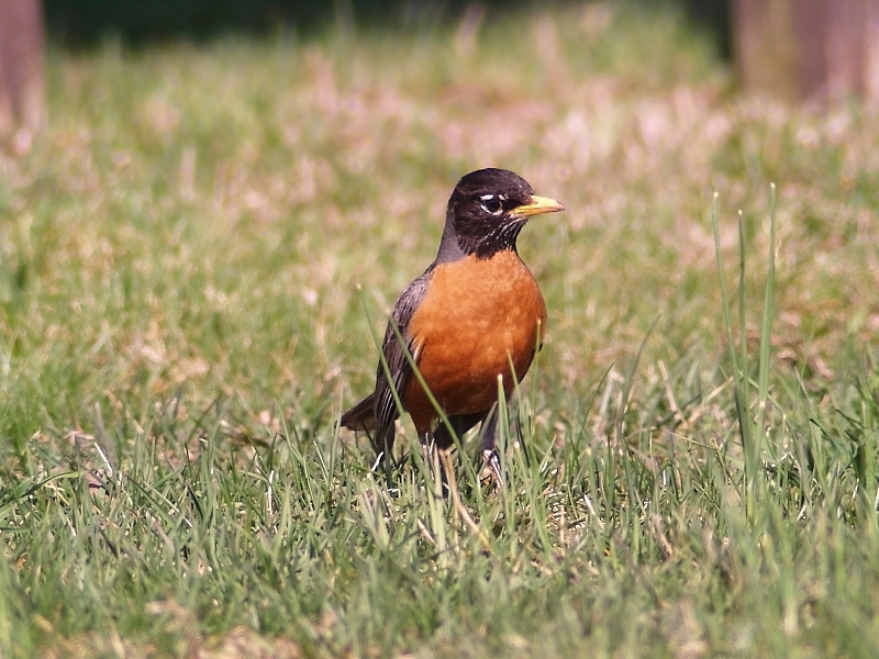 American Robin