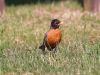 American Robin
