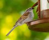SPARROW (2)