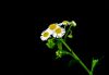 flower (2) by syed noman
