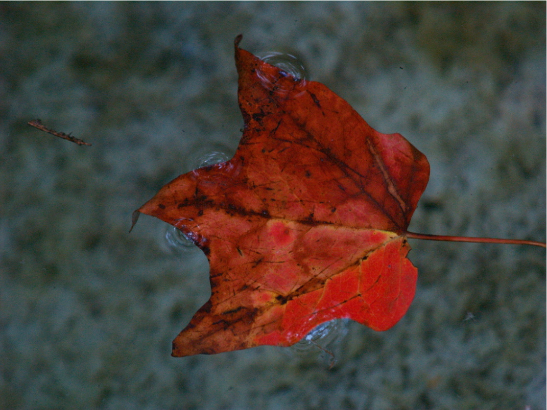 MAPLE LEAF
