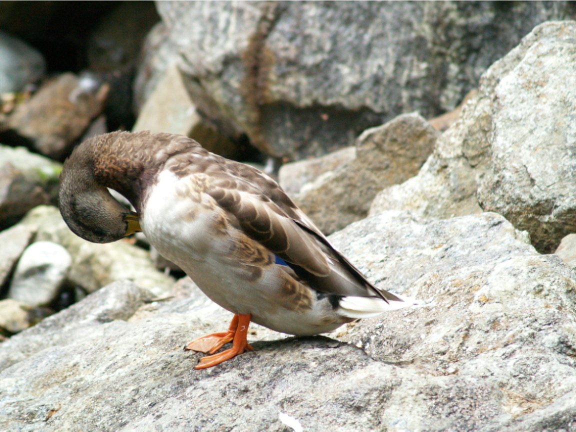 DUCK 1