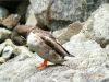 DUCK 1