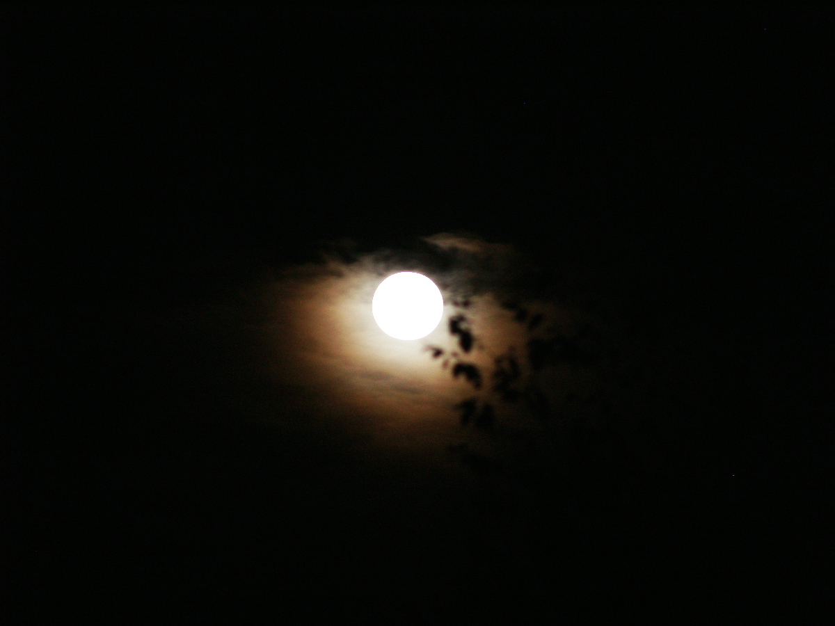 MOON LEAVES