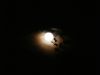 MOON LEAVES