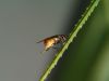 Bee being busy 1