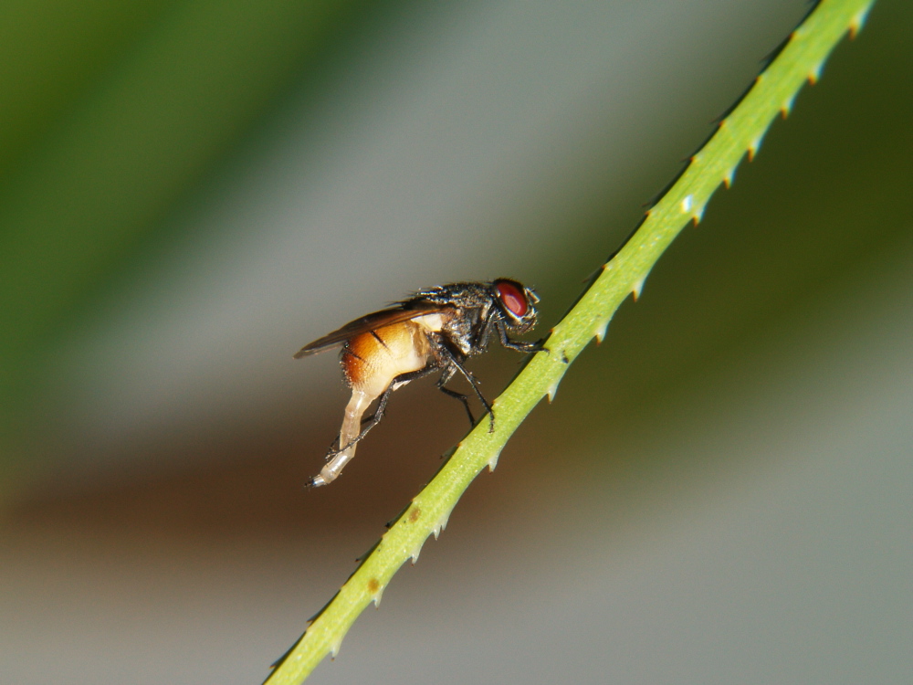 Bee being busy 2