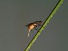 Bee being busy 3