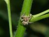 Spider2