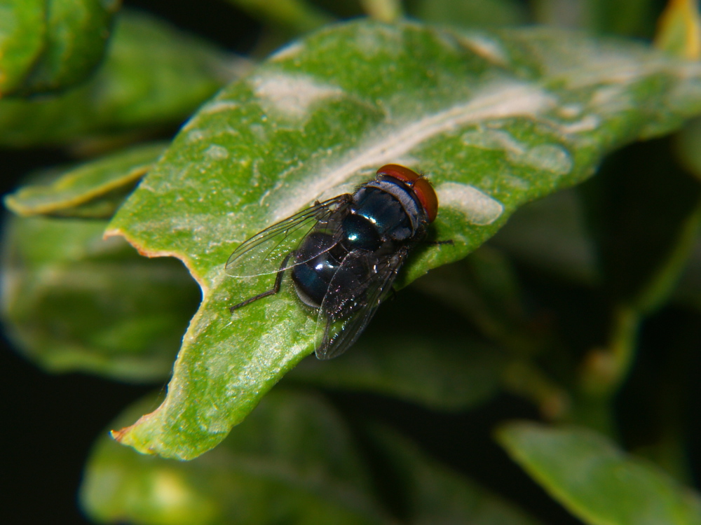 Some Kind Of Bee or Fly