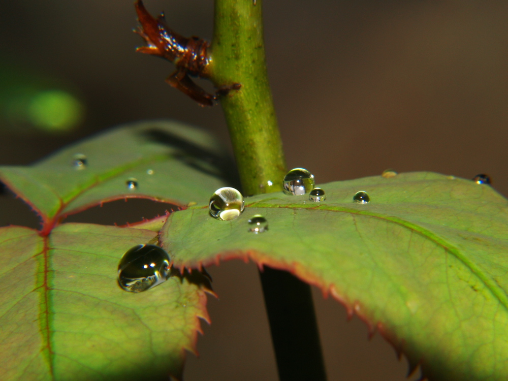 Droplets