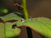Droplets